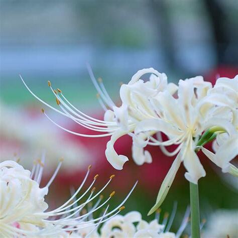 曼陀羅華 花